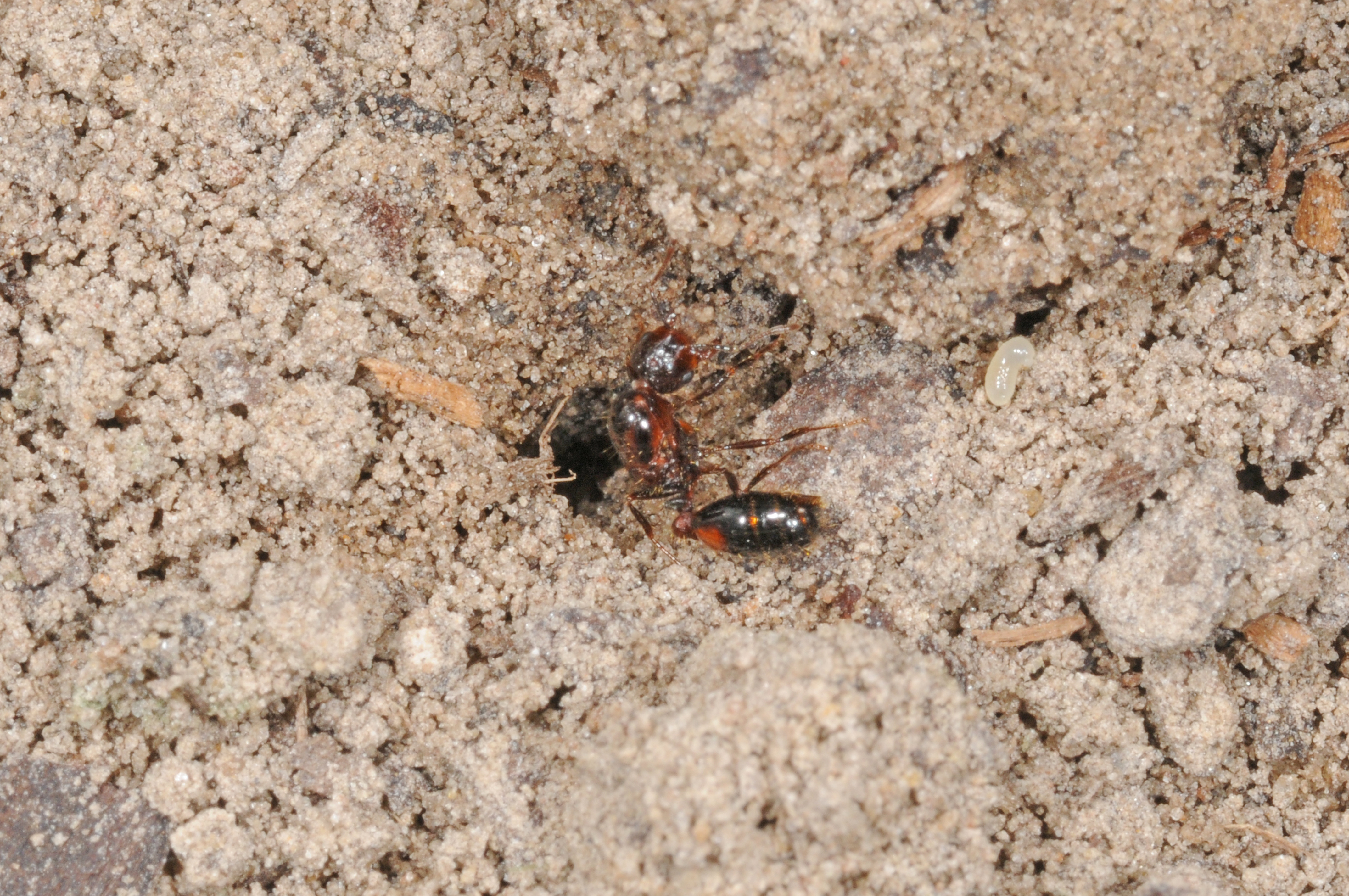 Closeup on one large ant.